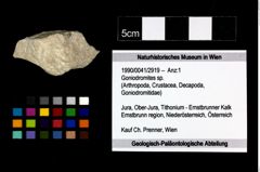 Foto (Objekt + Etikett) von Goniodromites sp.  (NHMW-GEO-1990-0041-2919)